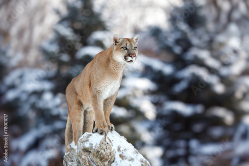 Portrait of a cougar  mountain lion  puma  panther  pose of the hunter