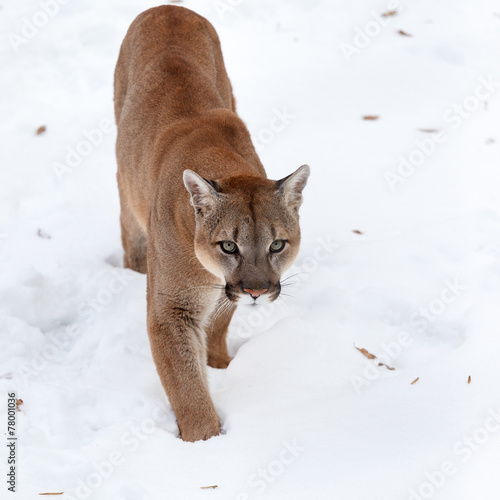 Puma in the woods, Mountain Lion, single cat on snow