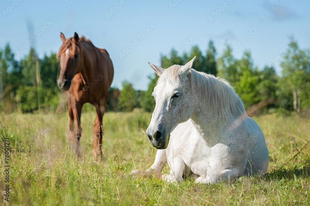 Obraz premium White horse sleeping on the pasture in summer