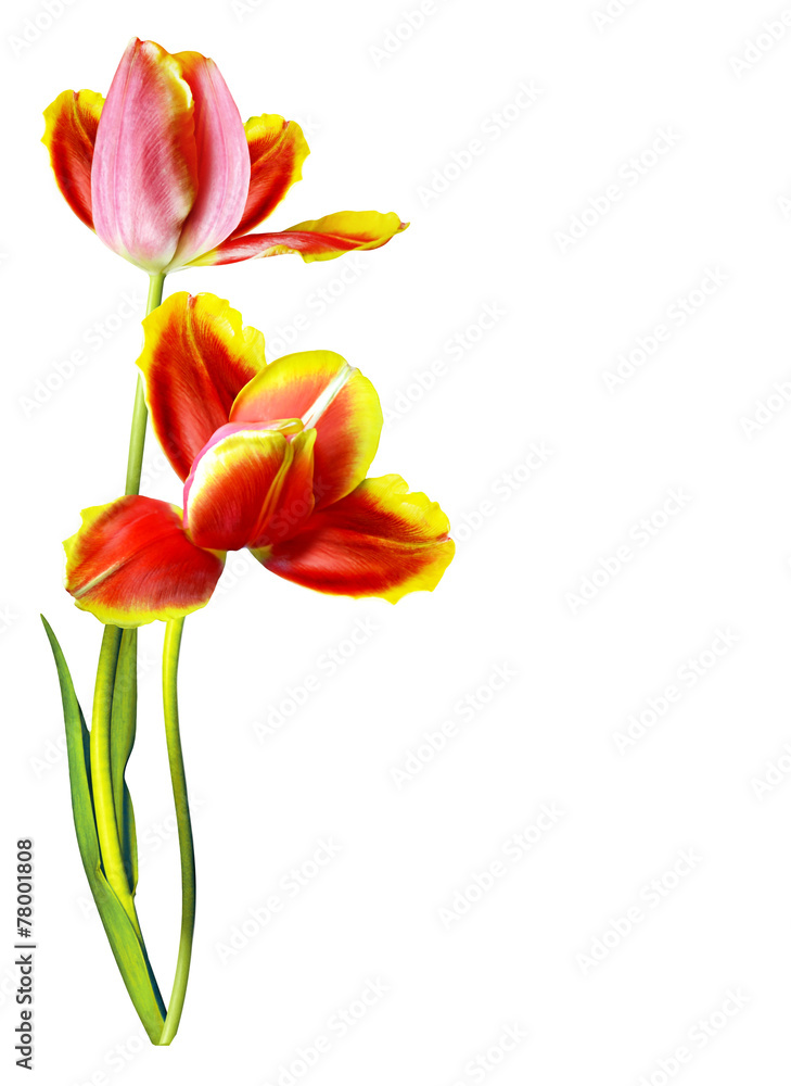 spring flowers tulips isolated on white background spring flowers tulips isolated on white background