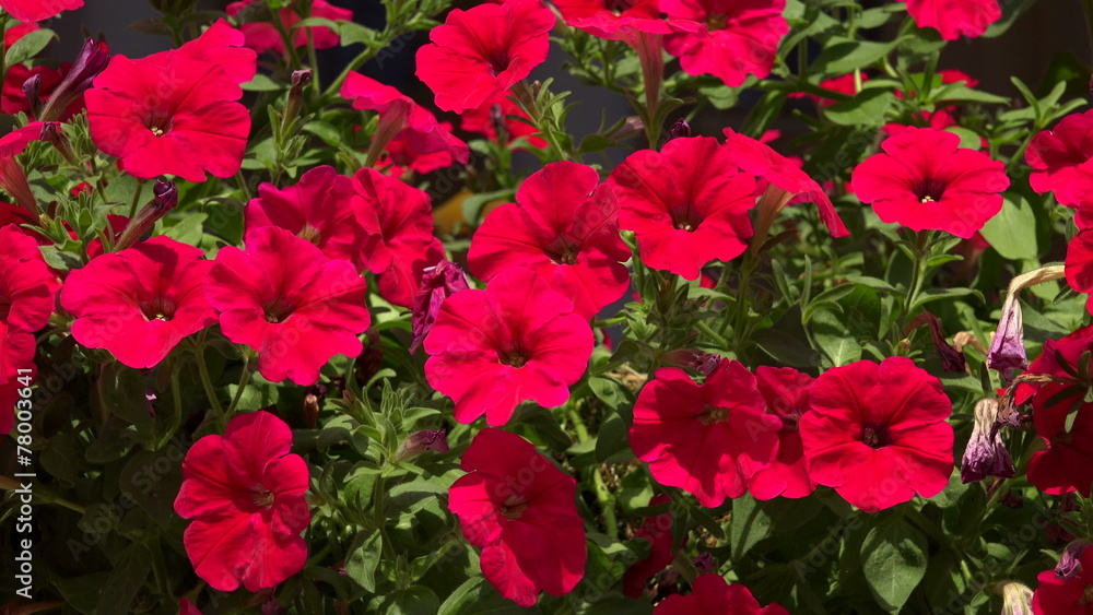 Flowers are red bells. 4K. Flowers are red bells. 4K.