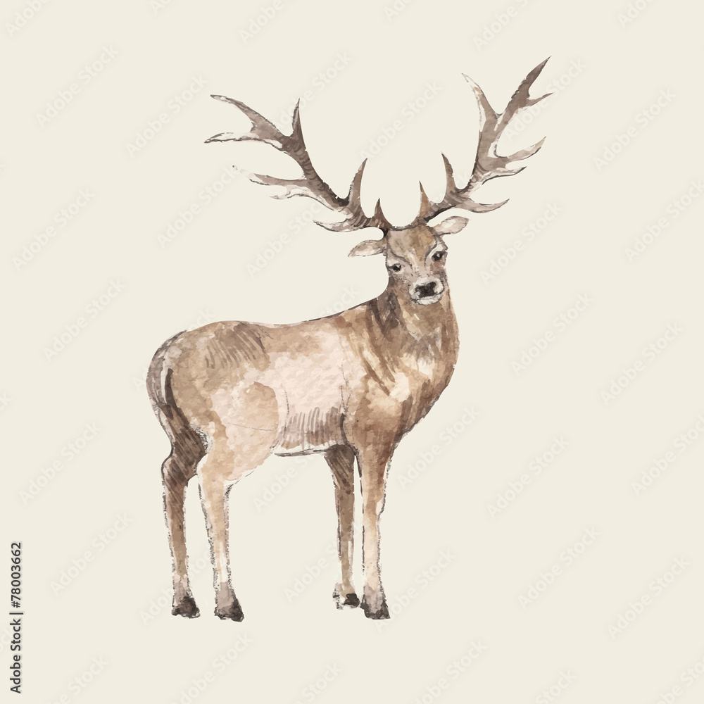 Obraz Illustration of hand drawn deer, watercolor style