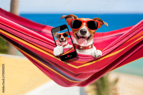 dog on hammock selfie © Javier brosch