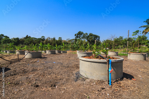 Drip irrigation watering system in lemon farm