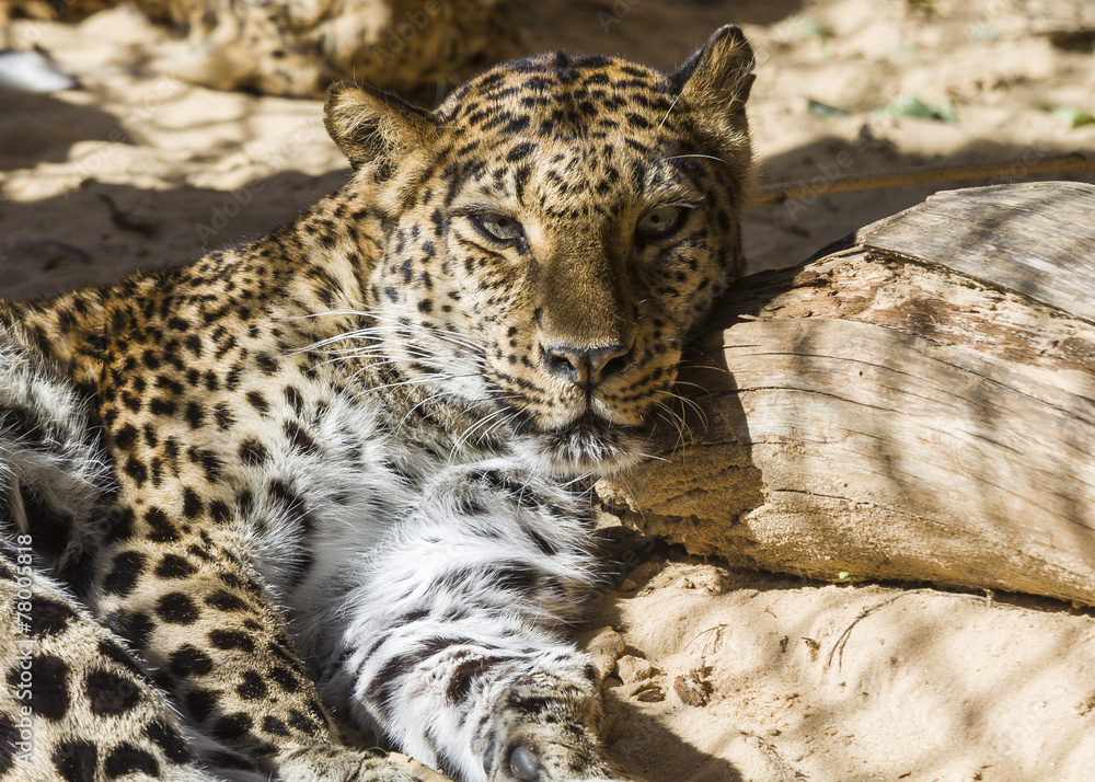Fototapeta premium leopard