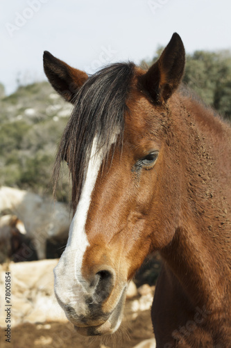horse portrait © lom742