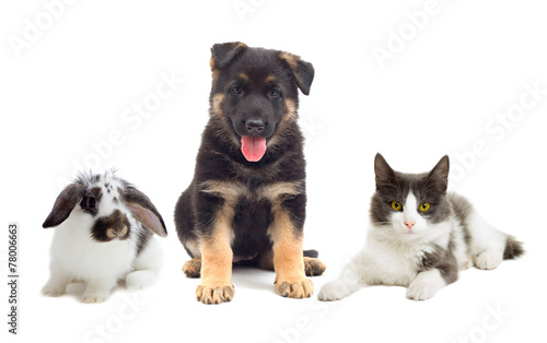 cat and dog and rabbit