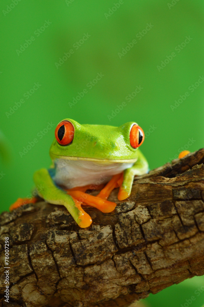 Fototapeta premium Red eyed tree frog
