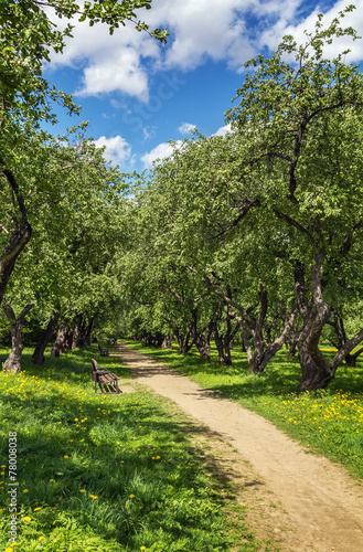 Alley with apple trees © borisb17