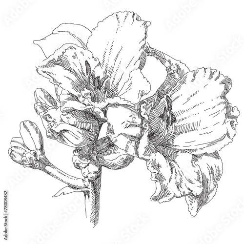 Wallpaper Mural Hand drawn flowers Torontodigital.ca