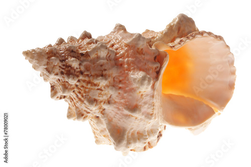 Sea shell