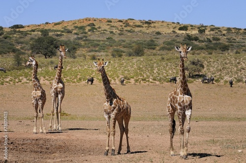 Giraffen im Kgalagadi Trandfrontier Nationalpark