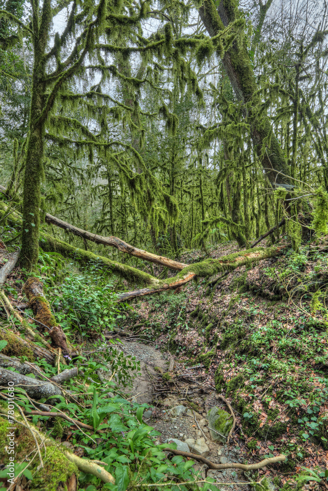 Yew-tree grove, Sochi caucasian biosphere reserve Yew-tree grove, Sochi caucasian biosphere reserve