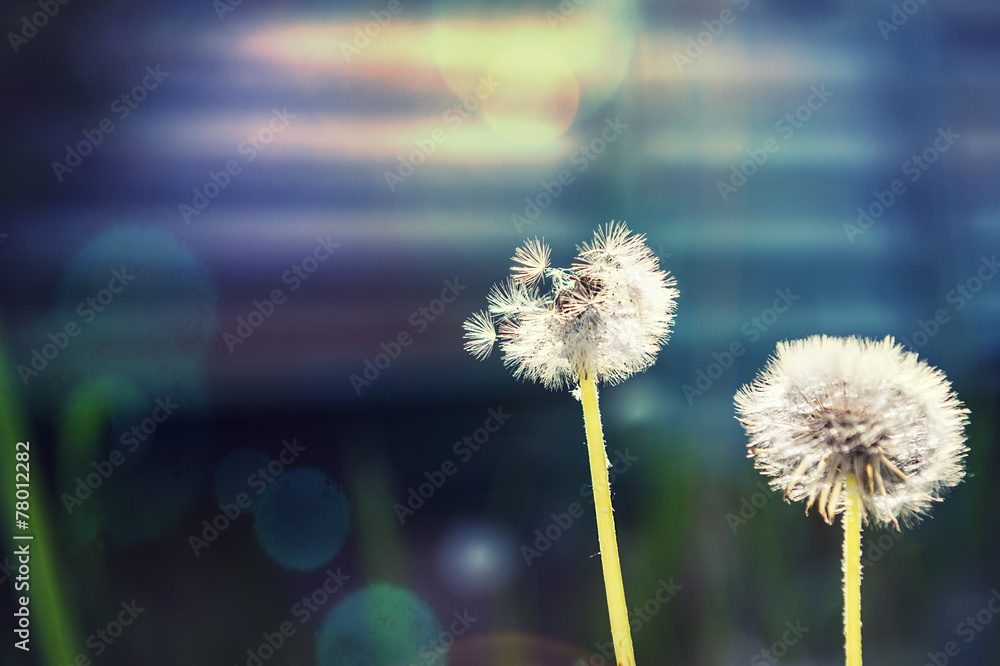 Two dandelions in a field