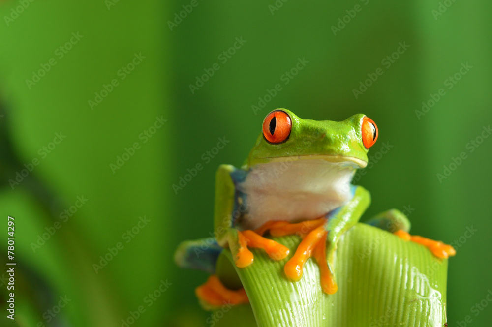 Obraz premium Red eyed tree frog