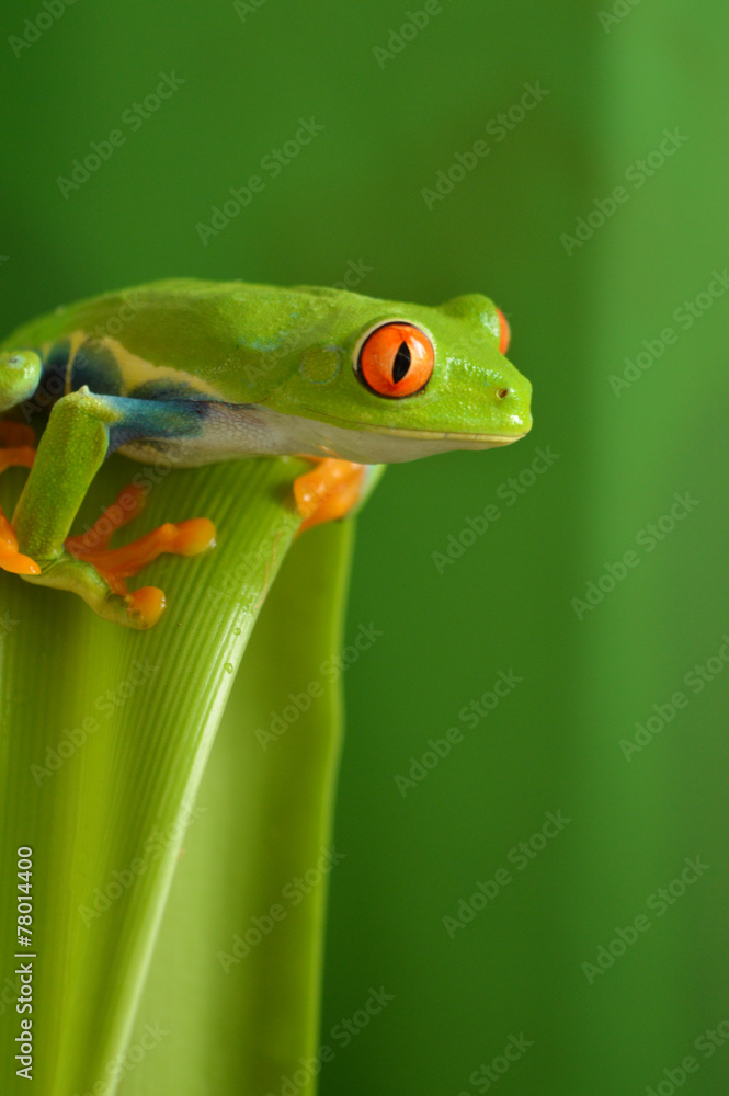 Obraz premium Red eyed tree frog