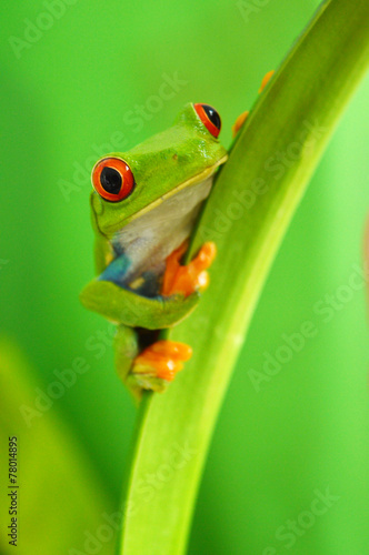 Red eyed tree frog © Natallia Vintsik