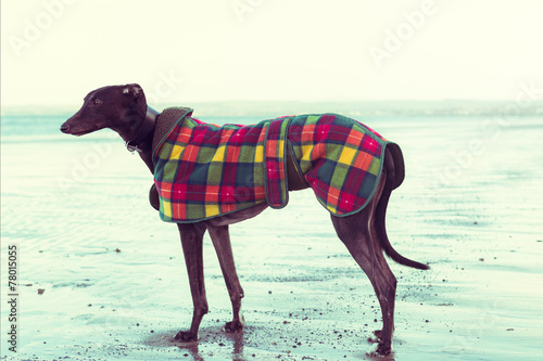 Greyhound on the beach  Scotland. Colorised filter effect image.