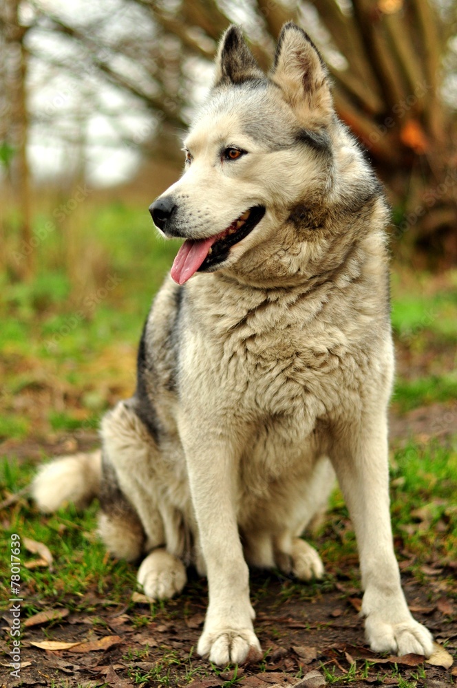 Husky