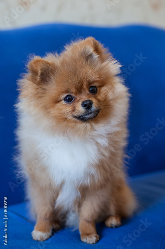 Cute Pomeranian puppy on a blue background