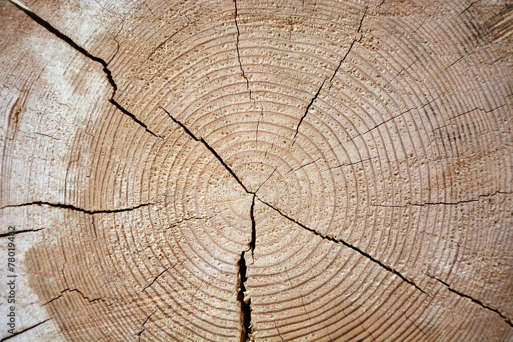 Fototapeta premium Wooden texture