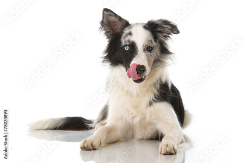 Fototapeta Naklejka Na Ścianę i Meble -  Hund schleckt sich die Nase