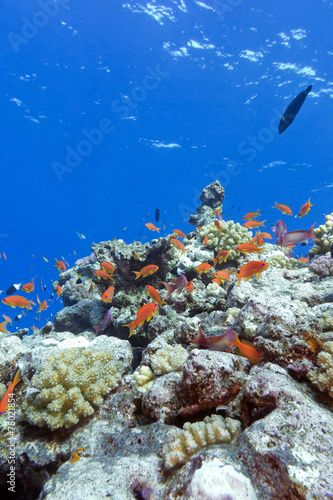 Fototapeta Naklejka Na Ścianę i Meble -  colorful coral reef with exotic fishes in tropical sea