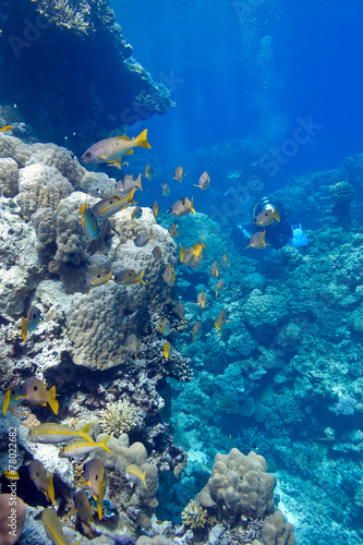 Fototapeta Naklejka Na Ścianę i Meble -  coral reef with  goatfishes in tropical sea