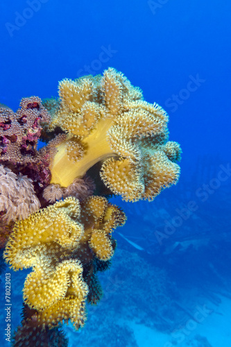 coral reef with great yellow soft coral in tropical sea