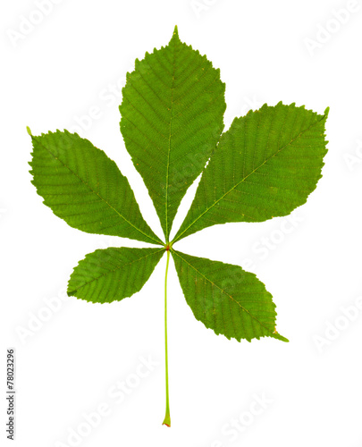 Green leaf isolated on white