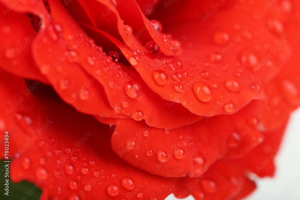 Water drops on rose petals, close-up Water drops on rose petals, close-up