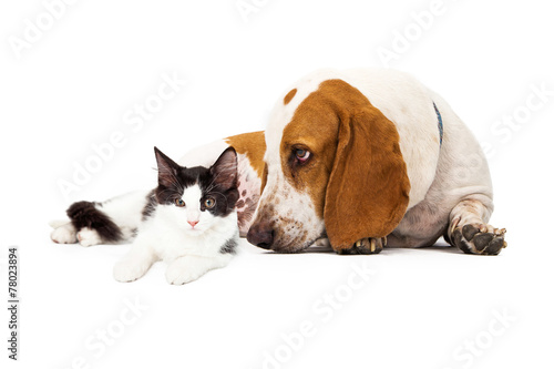 Basset Hound Dog And Kitten