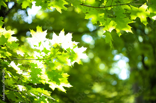 Beautiful green leaves on tree outdoors