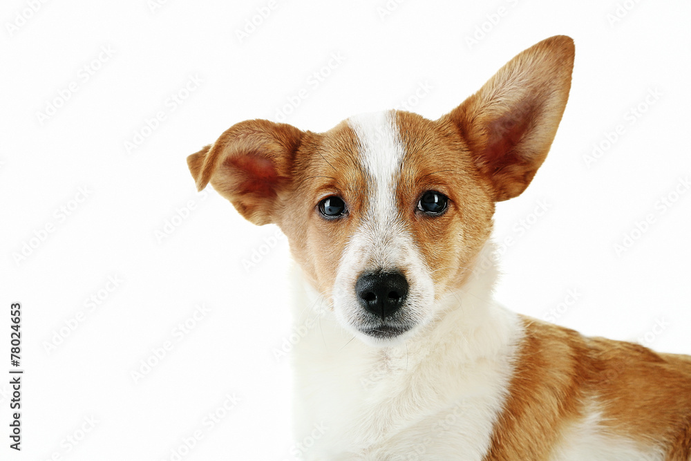 Cute dog isolated on white background