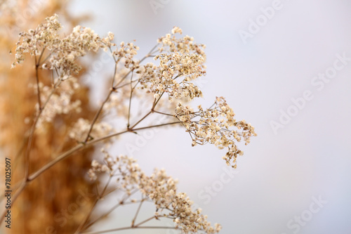 Dried wildflowers on light background