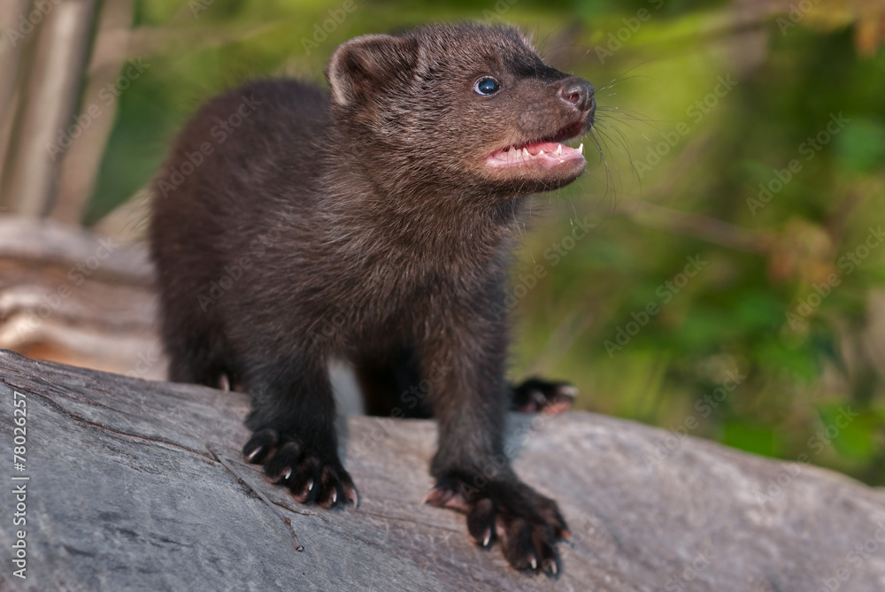 Young Fisher (Martes pennanti) Looks Up from Log Young Fisher (Martes pennanti) Looks Up from Log