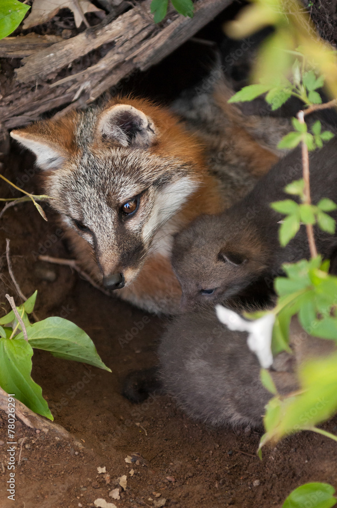 Grey Fox (Urocyon cinereoargenteus) Vixen and Kits in Den From A