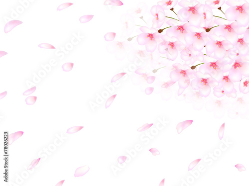 桜 花 背景