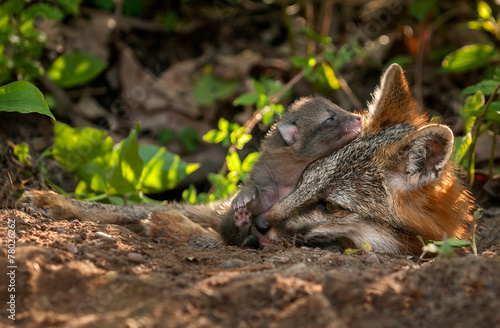Grey Fox (Urocyon cinereoargenteus) Vixen and Kit at Den © hkuchera