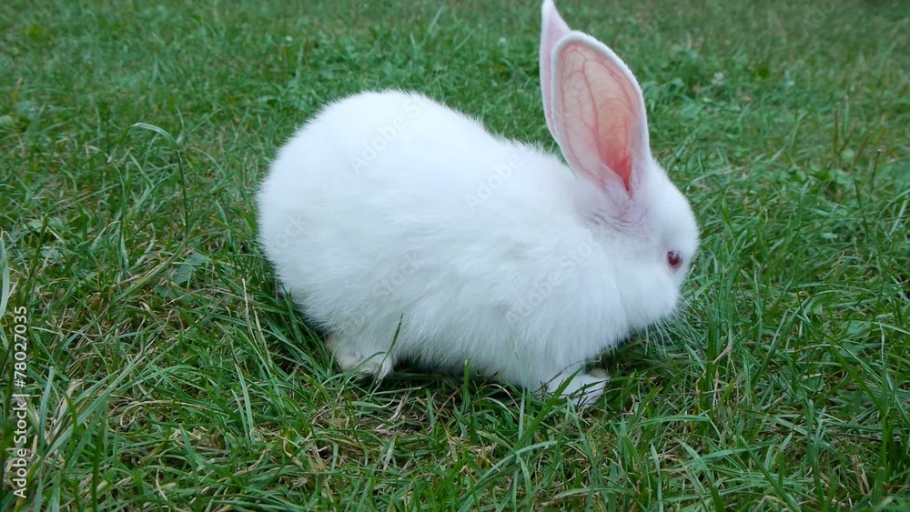 Cute white rabbit playing at the green grass field. Cute white rabbit playing at the green grass field.