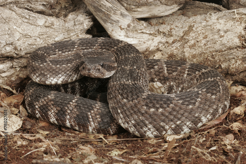 Southern Pacific Rattlesnake Southern Pacific Rattlesnake