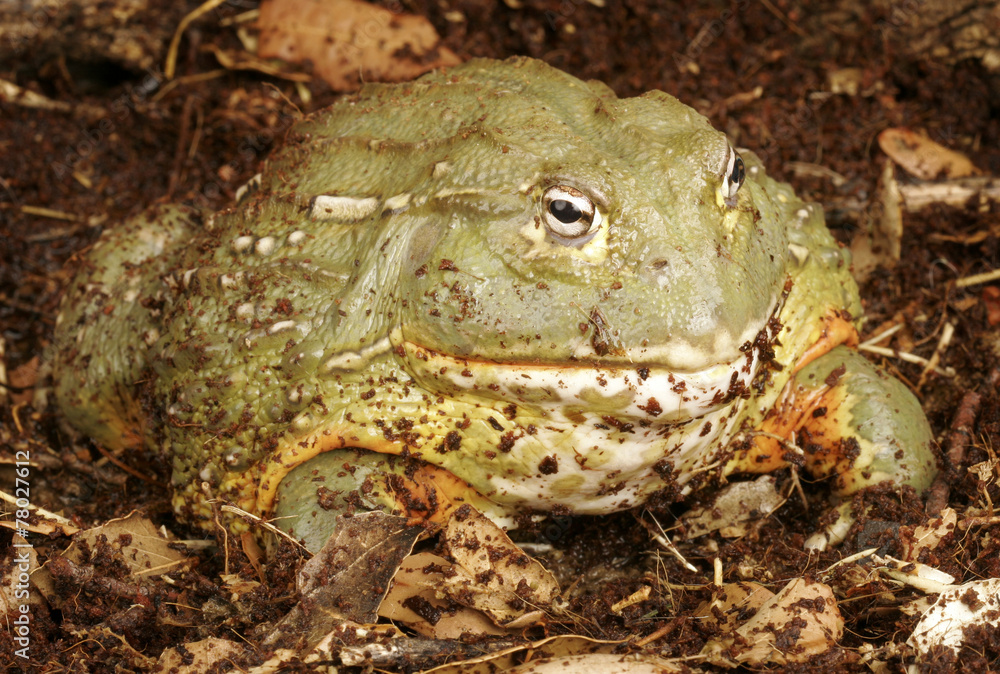 Fototapeta premium Pixie Frog