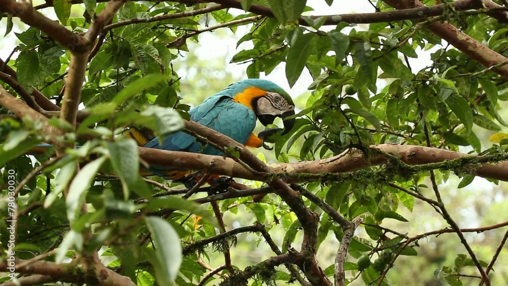 Blue-and-yellow Macaw (Ara ararauna) in the rainforest, Ecuador Blue-and-yellow Macaw (Ara ararauna) in the rainforest, Ecuador