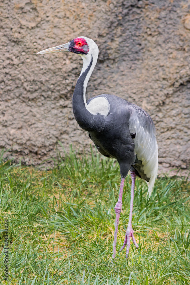 Fototapeta premium Red-Craned Crane