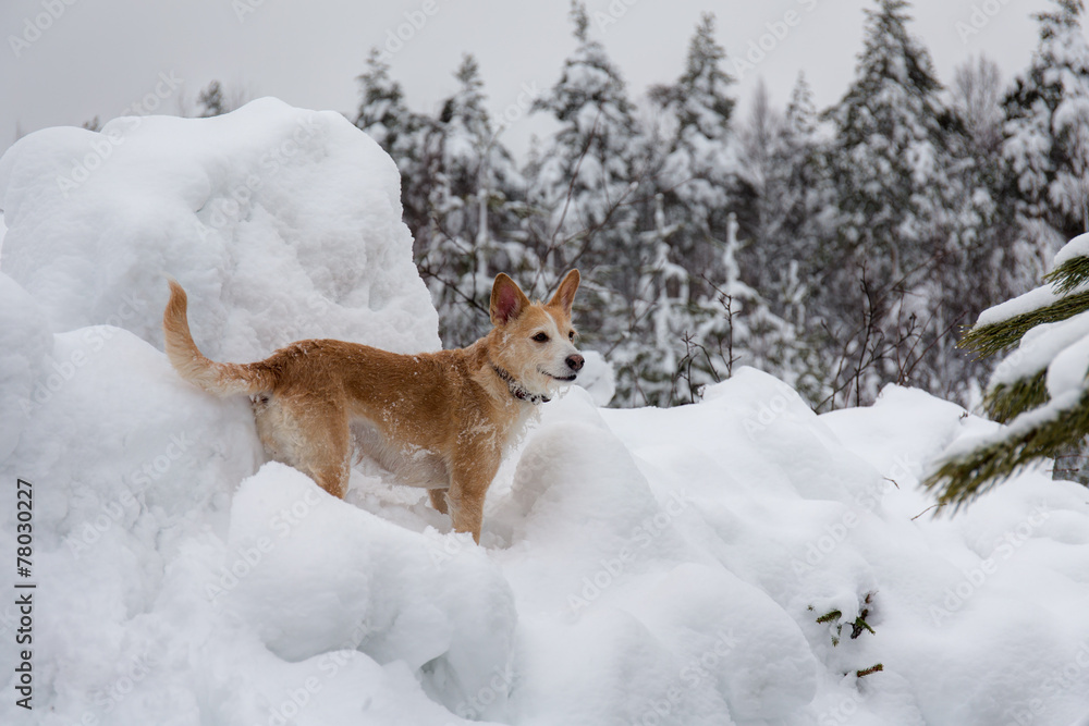 Obraz premium dog among winter snowdrifts
