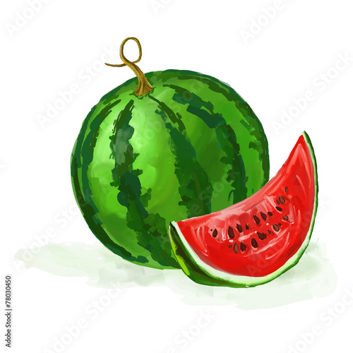 watermelon vector illustration  hand drawn  painted