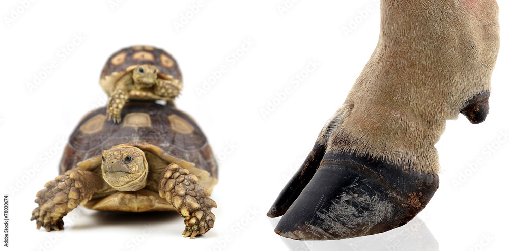 Naklejka premium turtle and cow hooves on white background.