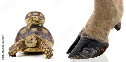 turtle and cow hooves on white background.