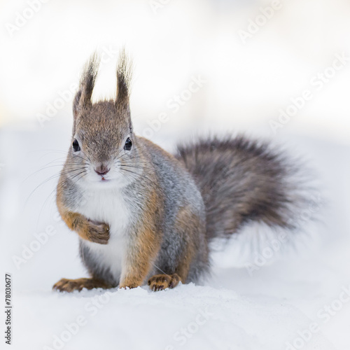 Red squirrel