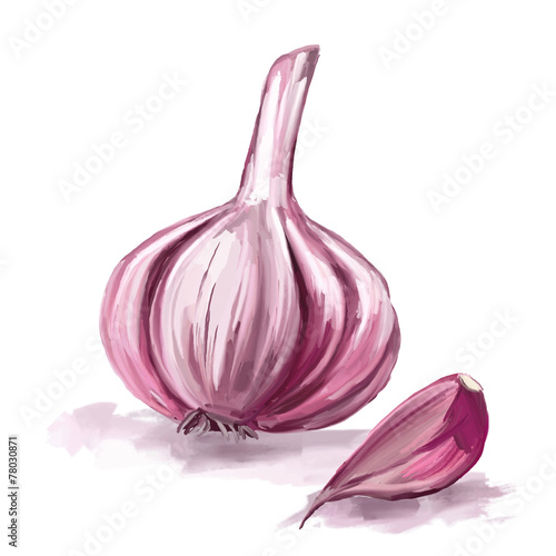 garlic vector illustration  hand drawn  painted watercolor